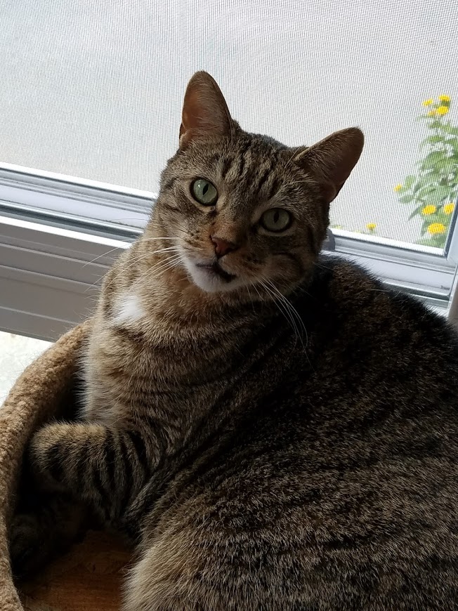 Image of Amber, Lost Cat