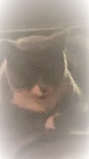 Image of Bootie Seay, Lost Cat