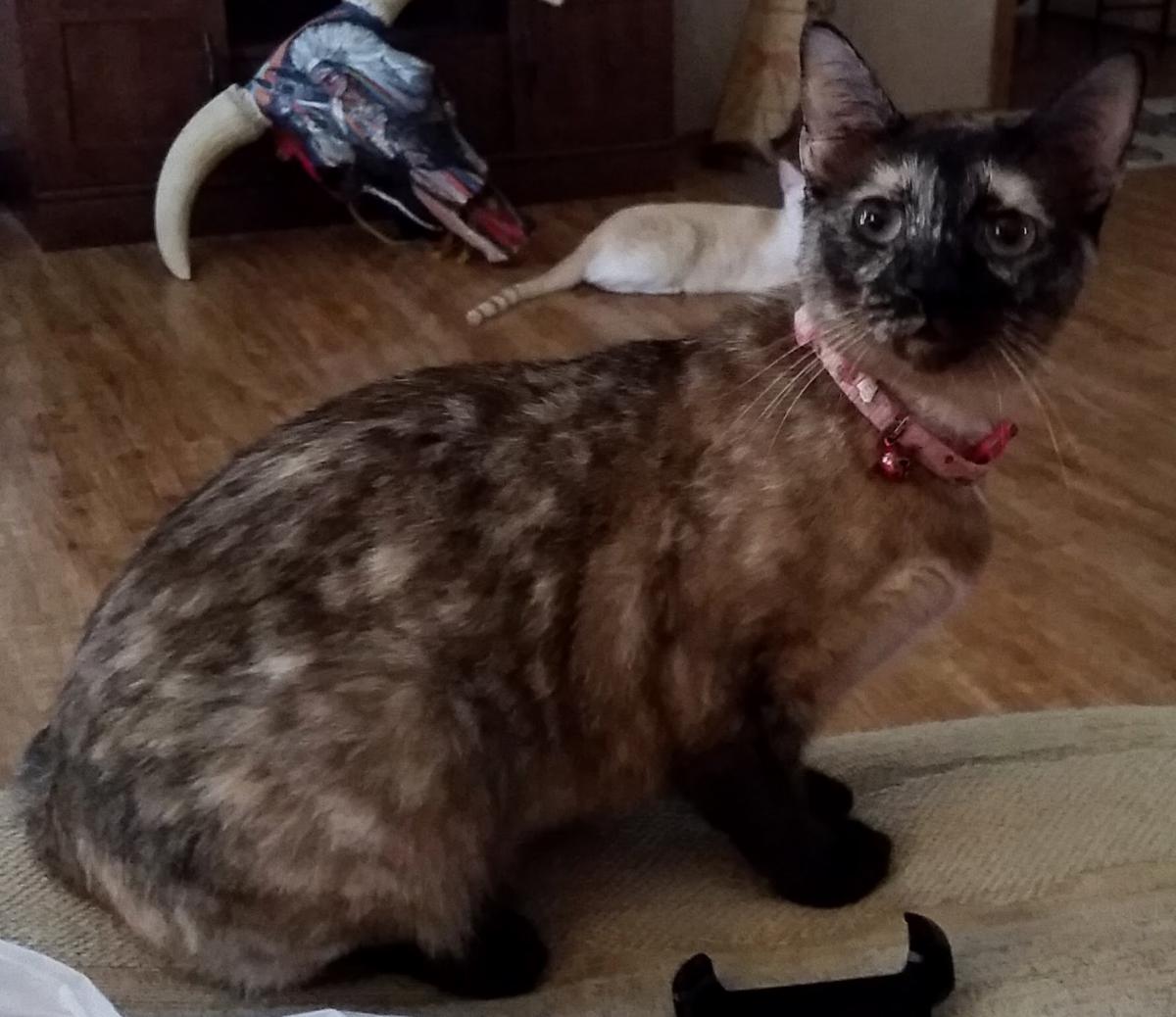 Image of Kimmie, Lost Cat