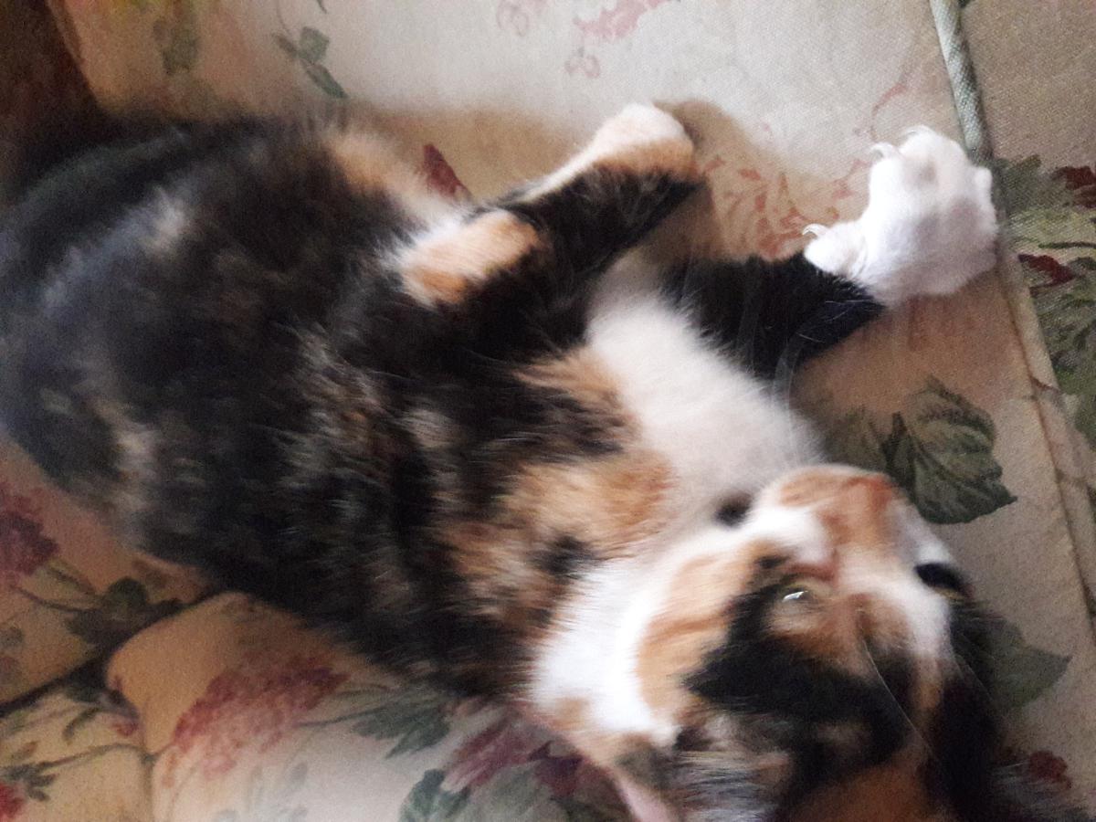 Image of CALICO~    STILL MISSING, Lost Cat