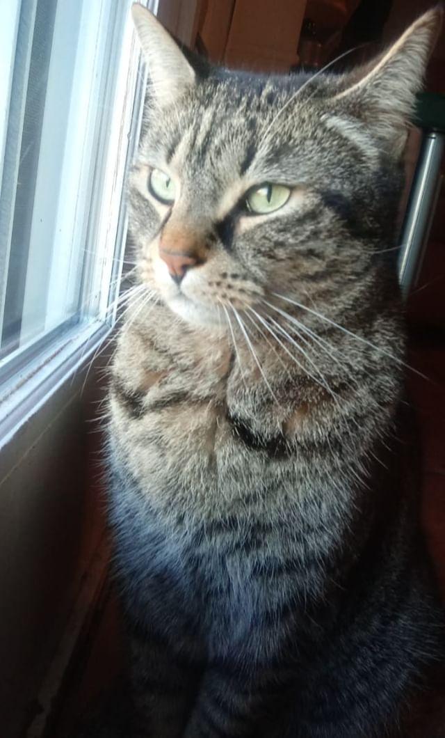 Image of Xuxa, Lost Cat