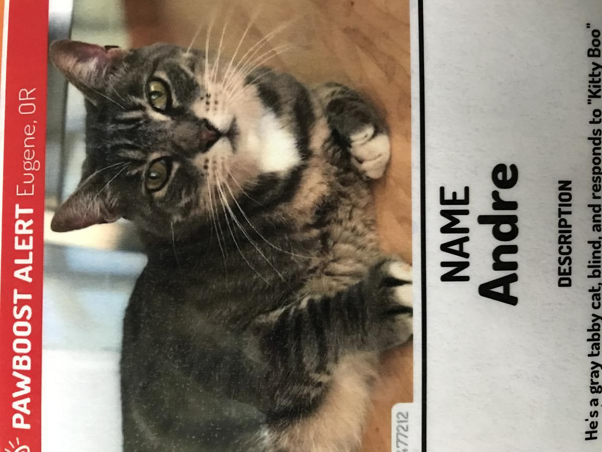 Image of Andre, Lost Cat