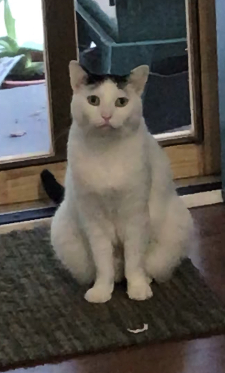 Image of Leeloo, Lost Cat