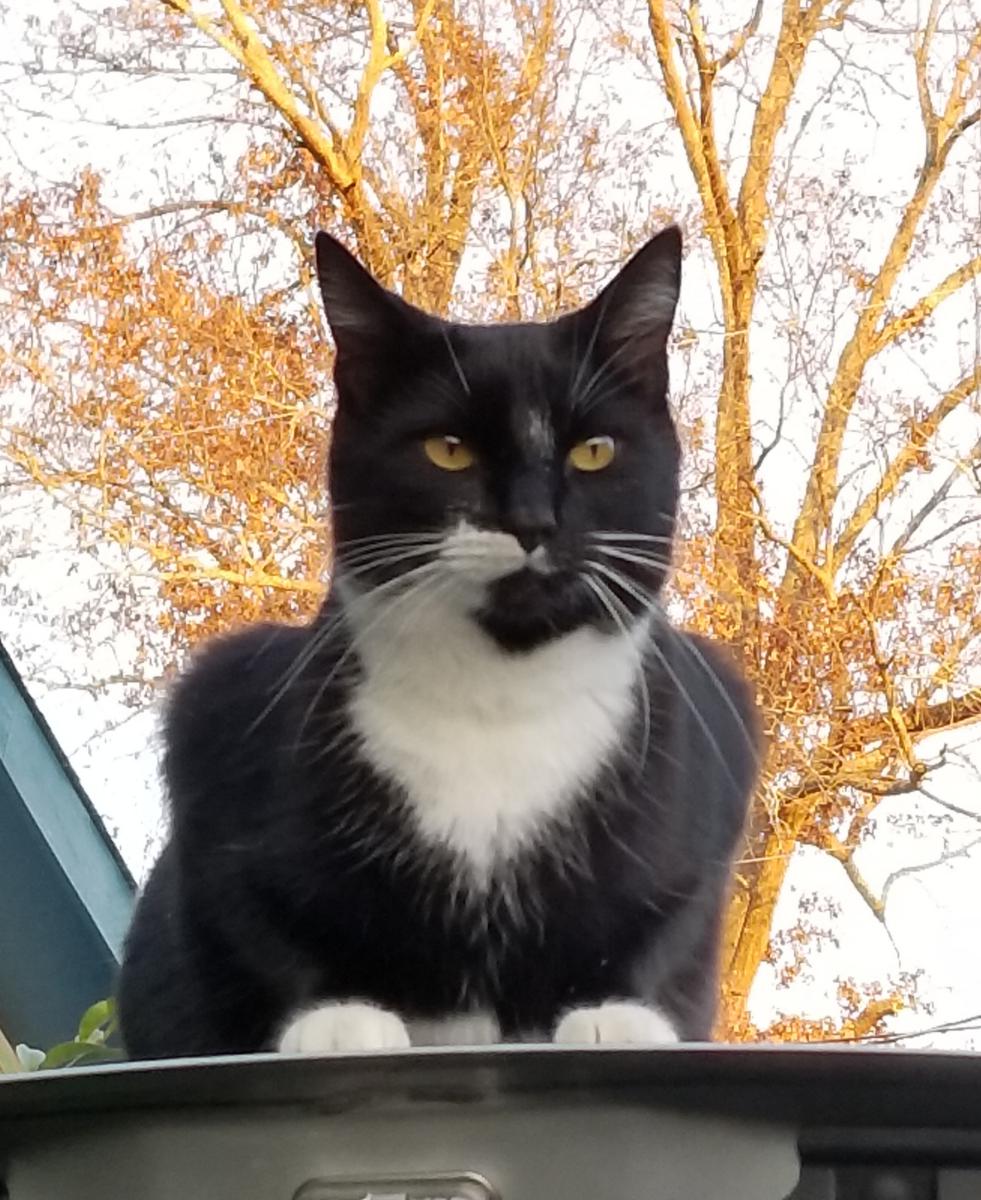 Image of Zeke, Lost Cat