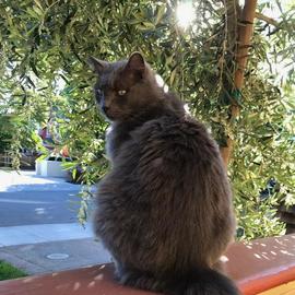 Image of BooBoo, Lost Cat