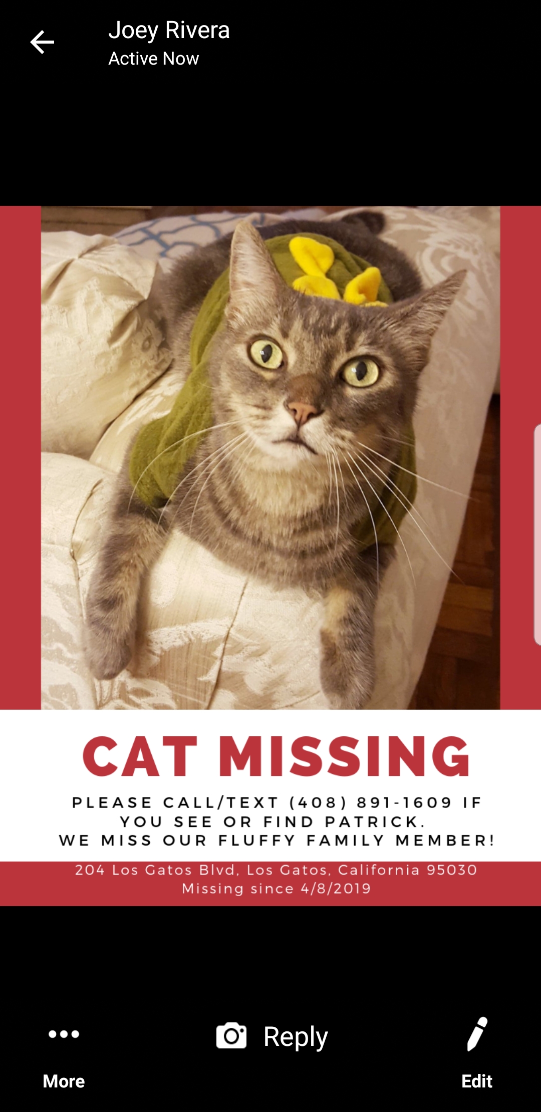 Image of Patrick, Lost Cat