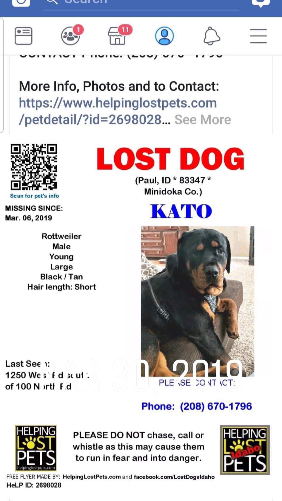 Image of Kato, Lost Dog