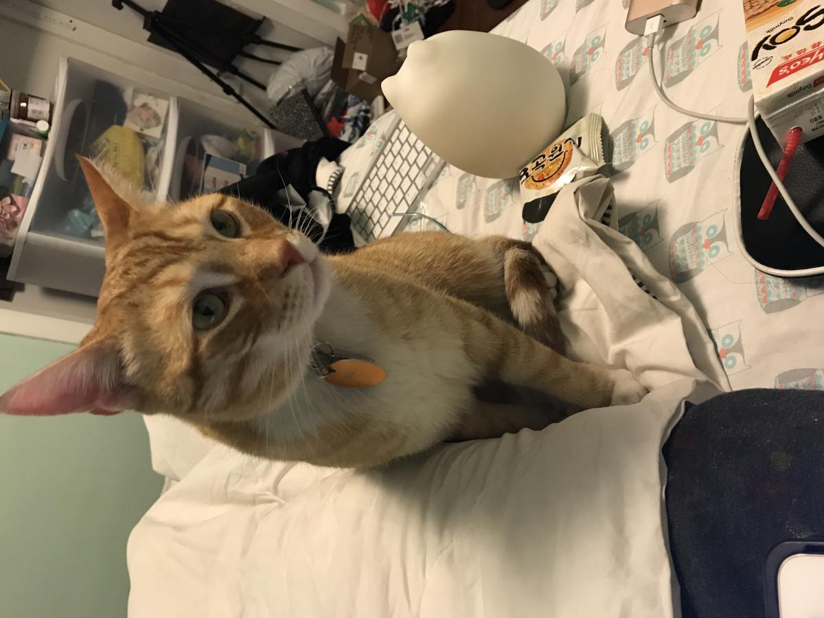 Image of Apricot, Lost Cat