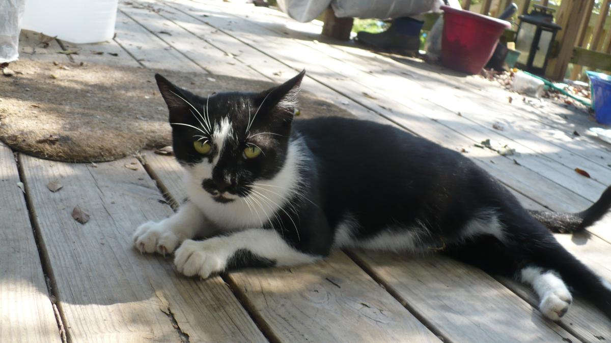 Image of Prissy, Lost Cat
