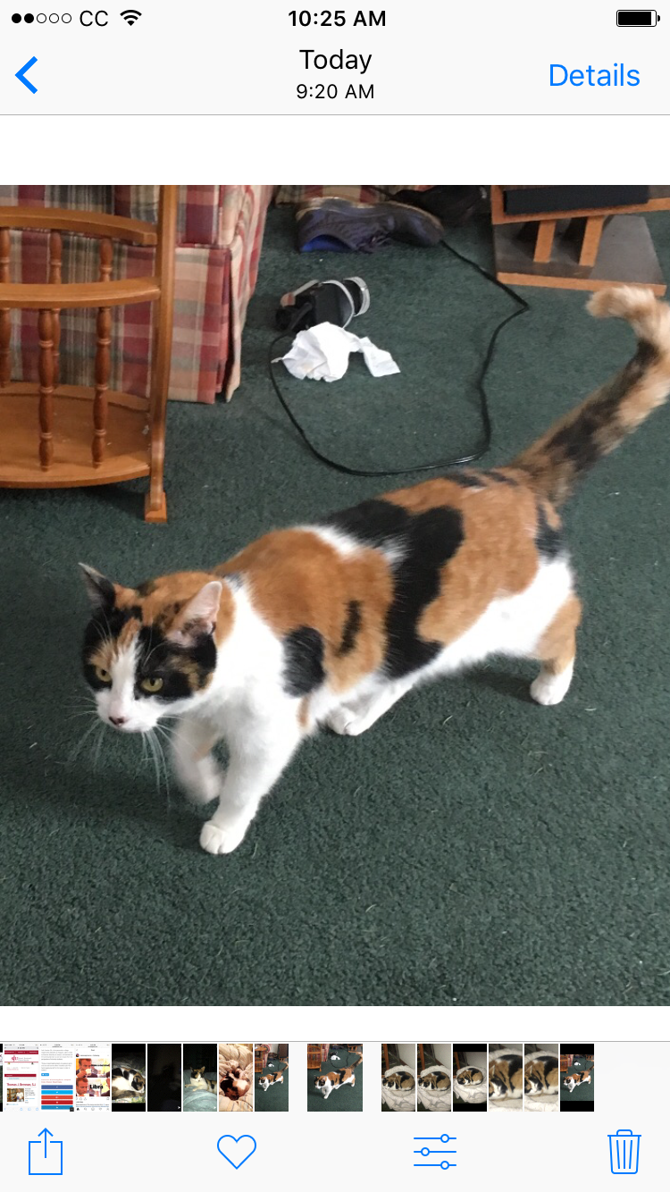 Image of kitty, Lost Cat