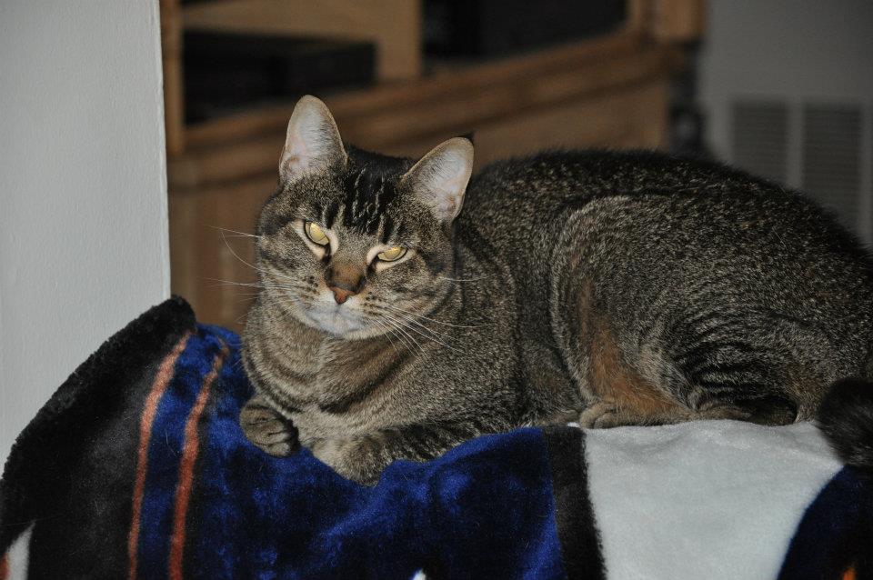 Image of Morri Webster, Lost Cat