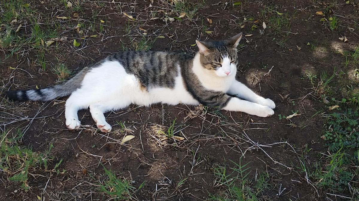 Image of Albus, Lost Cat