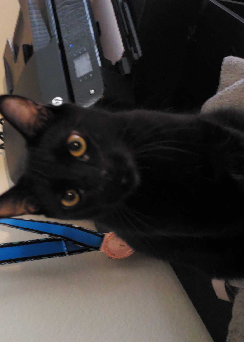 Lost Cat Domestic Short Hair In Lincoln Ne Lost My Kitty