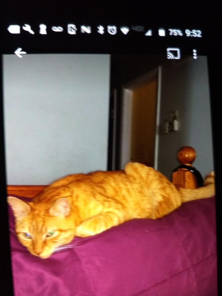 Image of Sunny, Lost Cat