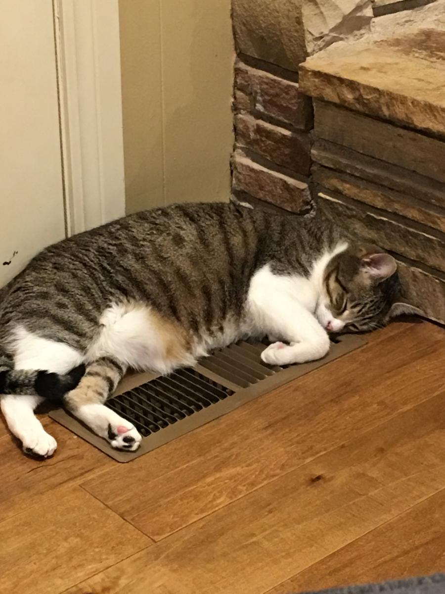 Lost Cat Unknown in OKLAHOMA CITY, OK Lost My Kitty