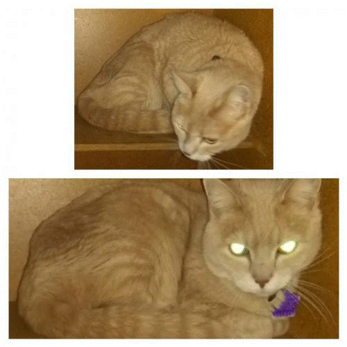 Image of Diamond/Precious, Lost Cat
