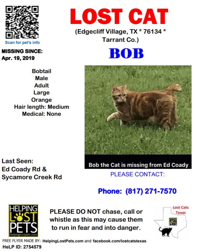 Image of Bob Bobtail Orange, Lost Cat