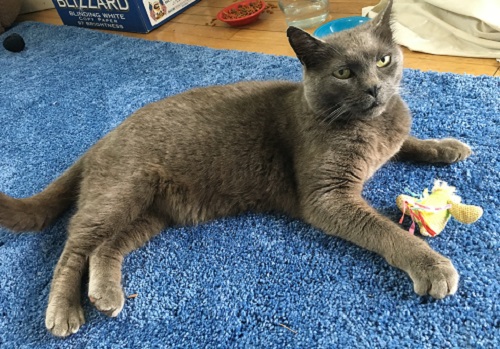 Image of unknown gray male, Found Cat