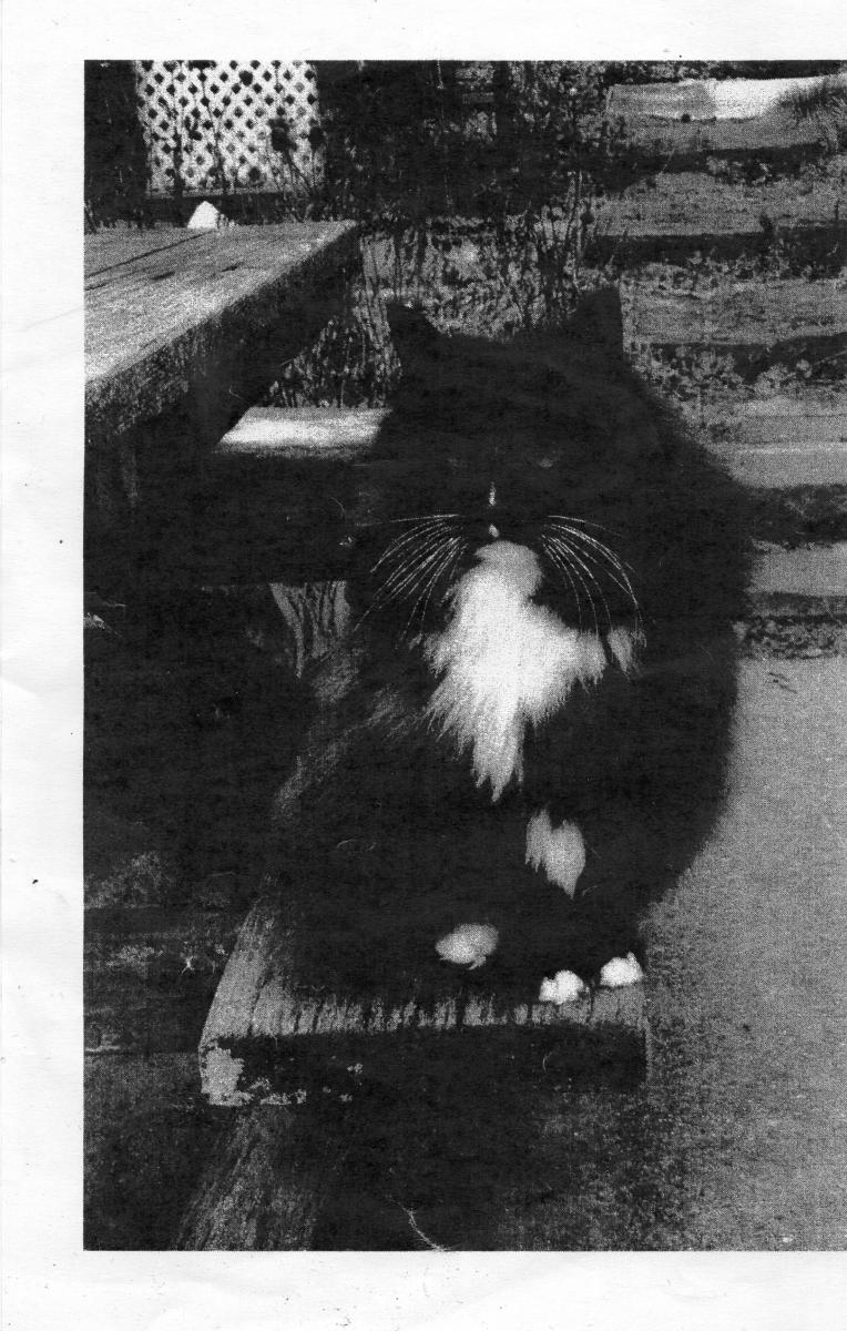 Image of shaman, Lost Cat