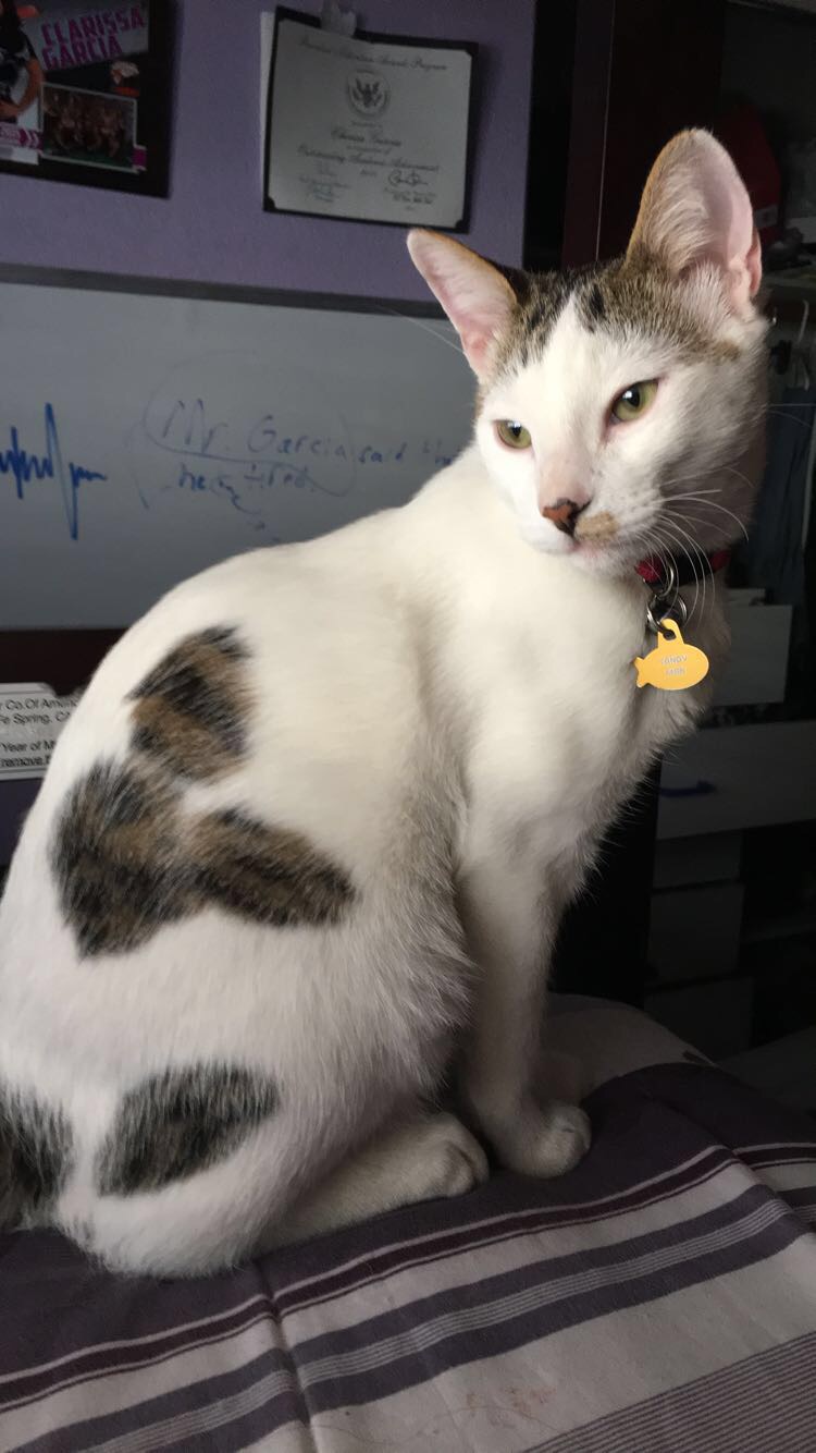 Image of Candy, Lost Cat