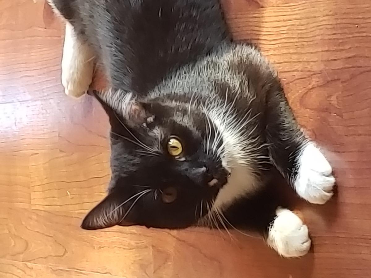 Image of Oreo, Lost Cat