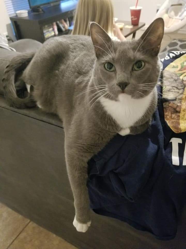 Image of Wylie, Lost Cat