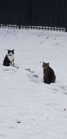 Image of Piper and Brooke, Lost Cat