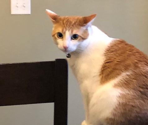 Image of Percey, Lost Cat