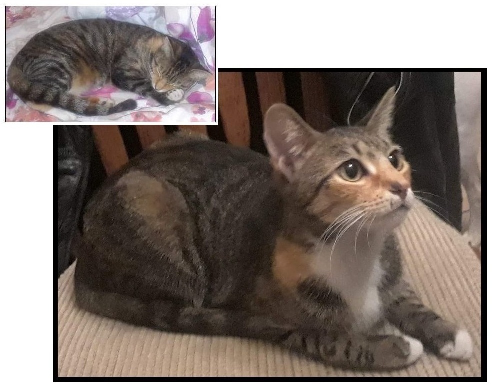 Image of Kit-Kat, Lost Cat