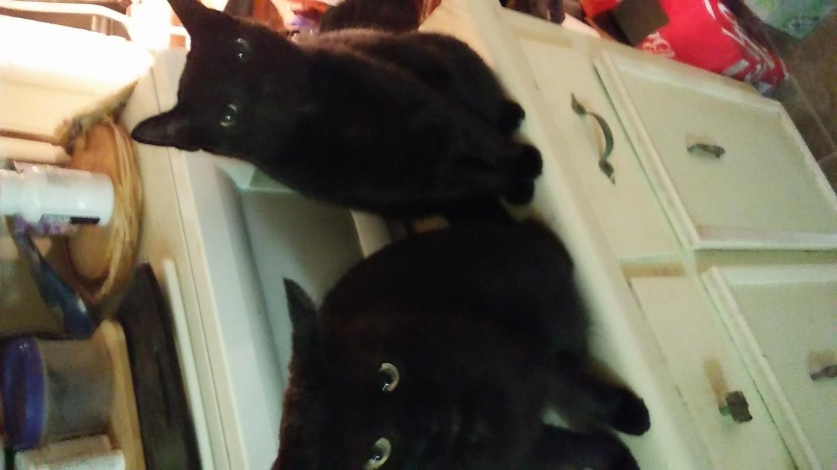 Image of Thelonious and lukas, Lost Cat