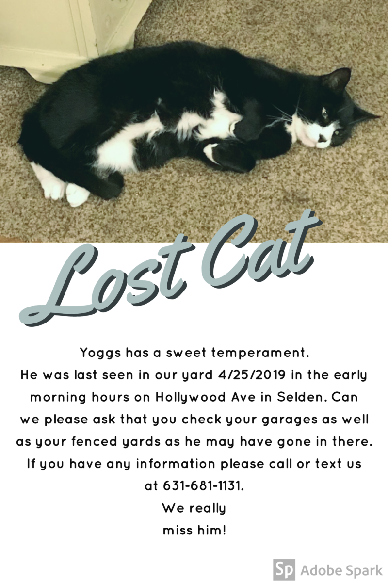 Image of Yoggs, Lost Cat