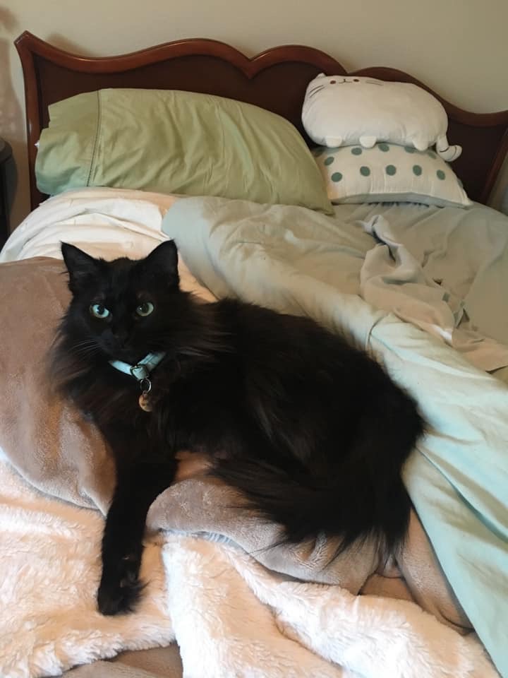 Image of Laila, Lost Cat