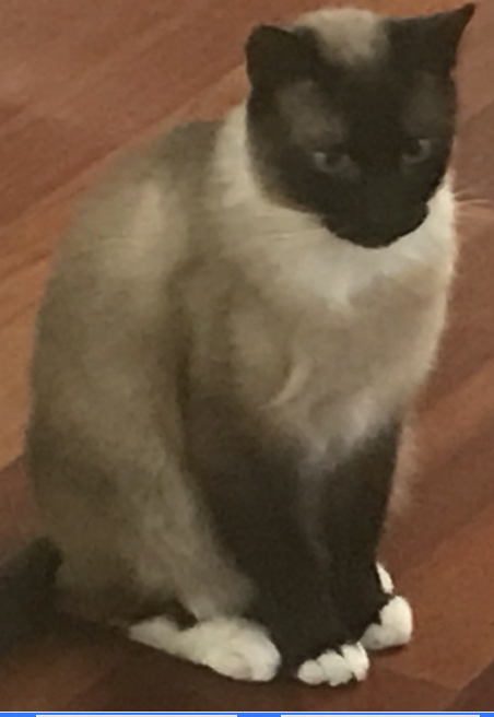 Image of Captain, Lost Cat