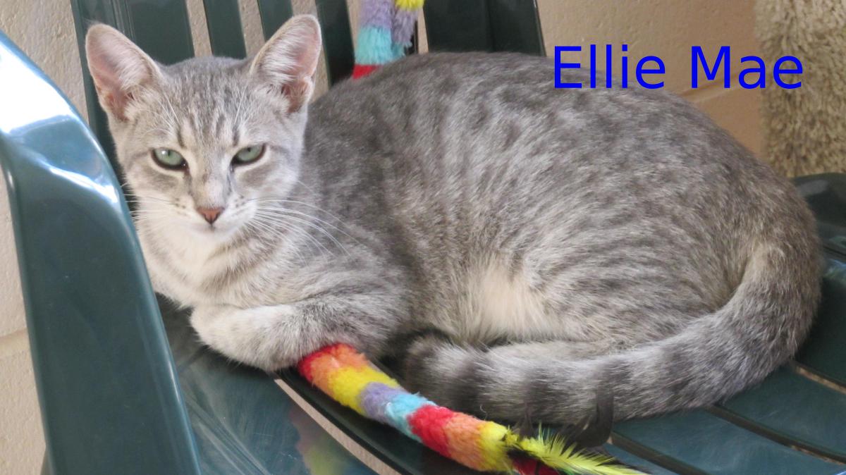 Image of ELLIE MAE, Lost Cat