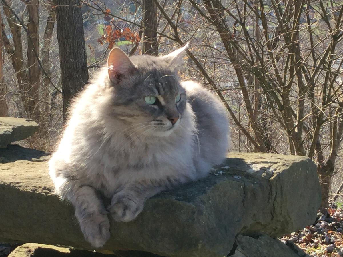 Image of Dusty, Lost Cat