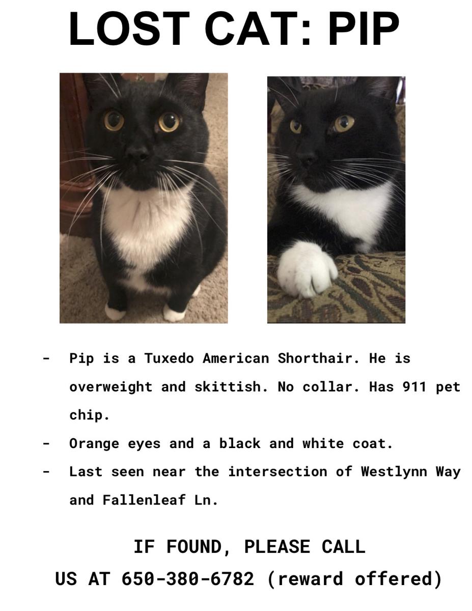 Image of pip, Lost Cat