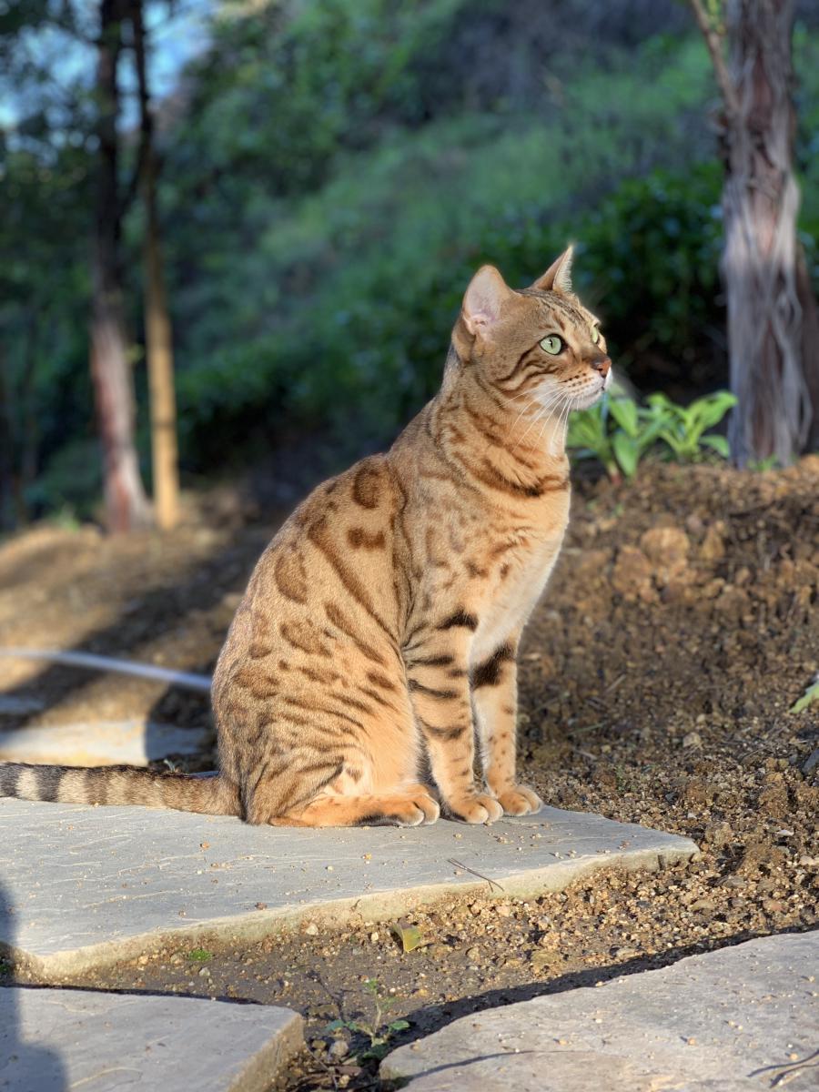Image of Sunchi, Lost Cat