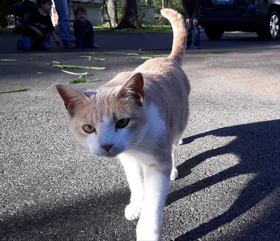 Image of Khaki, Lost Cat