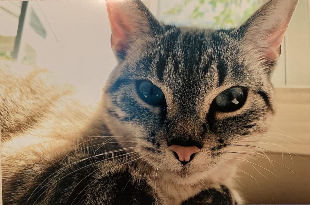 Image of Aayla, Lost Cat