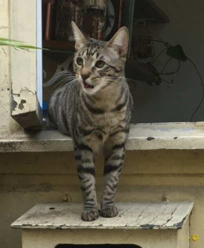 Image of Minu, Lost Cat
