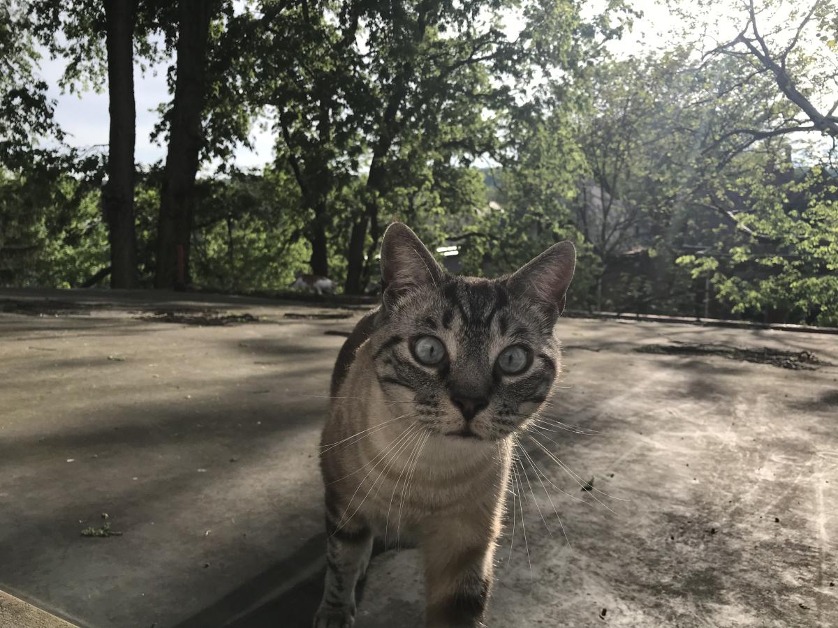 Image of Azulu, Lost Cat