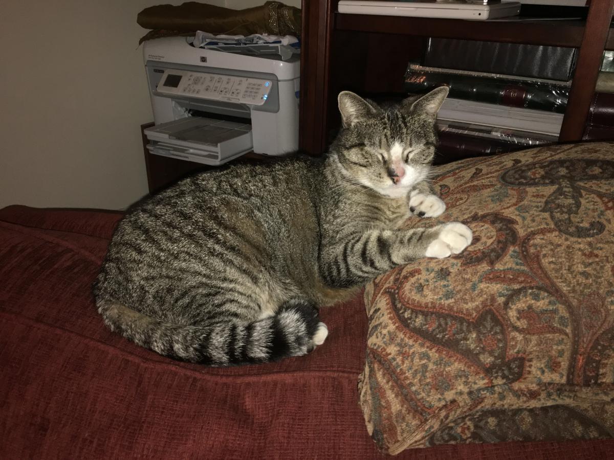 Image of Rocky, Lost Cat