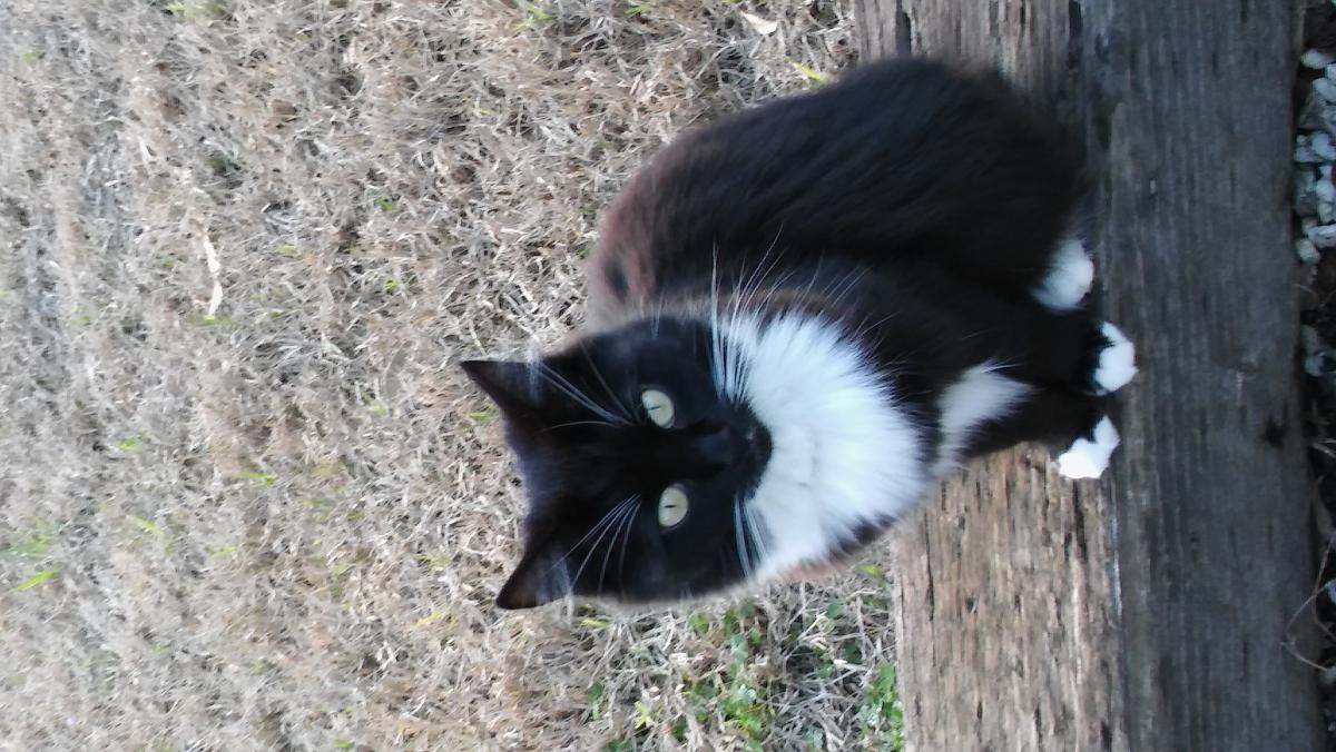 Image of Mekia, Lost Cat