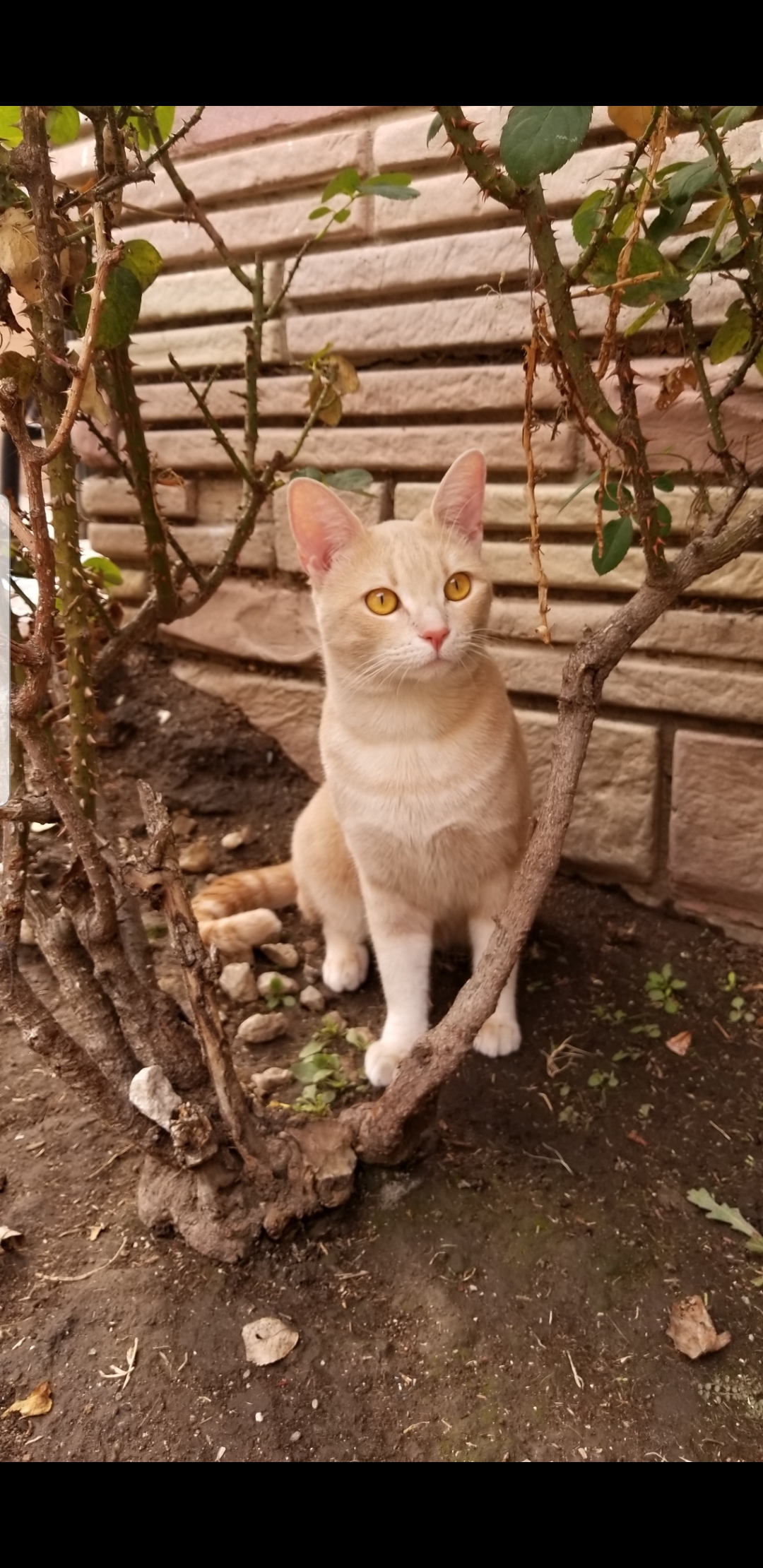 Image of Kitty baby, Lost Cat