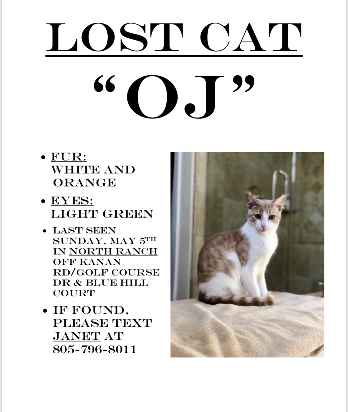 Image of OJ, Lost Cat