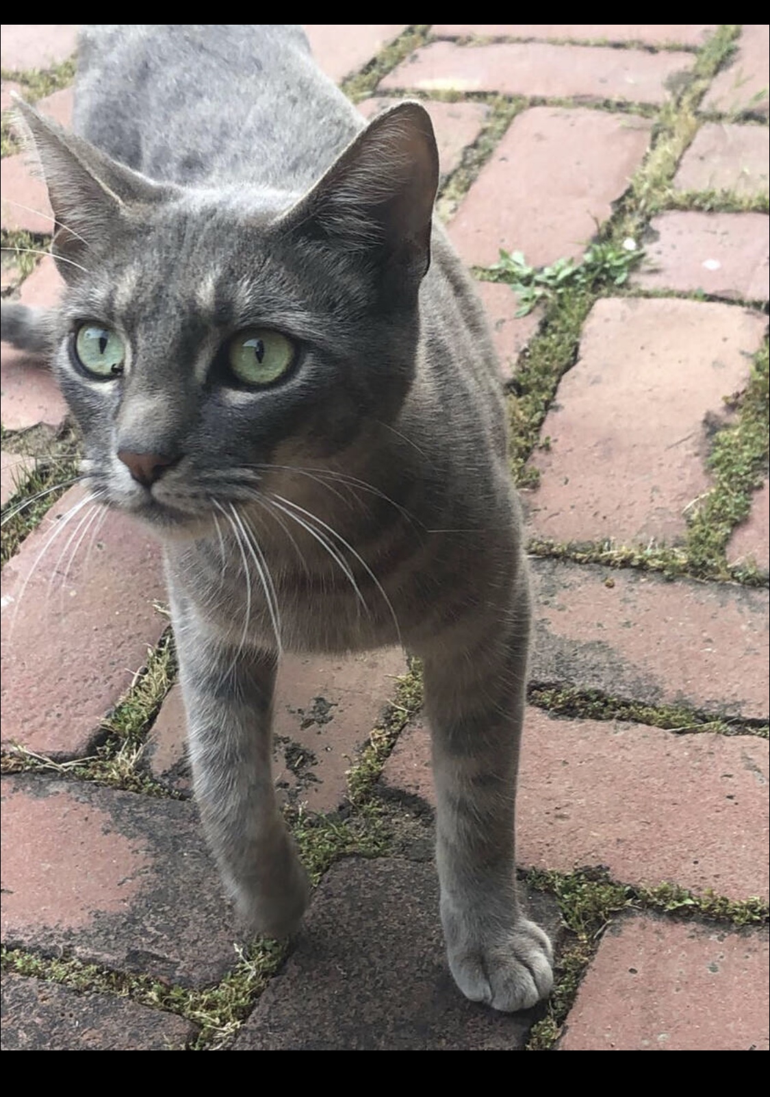 Image of Nicky, Lost Cat