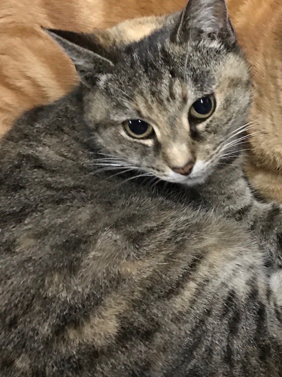 Image of HayBelle, Lost Cat