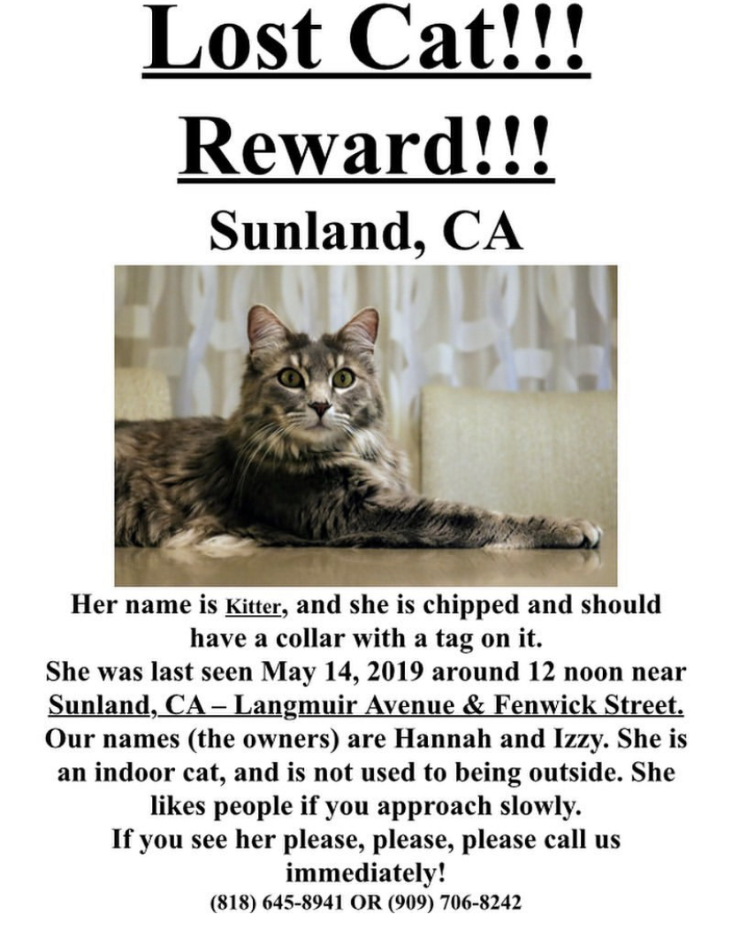 Image of Kitter, Lost Cat