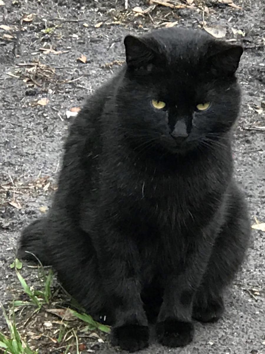 Image of Kinky, Lost Cat