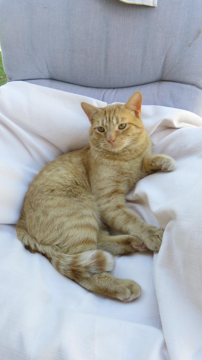 Image of Orange Souffle, Lost Cat